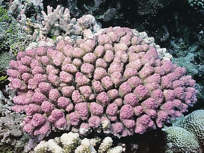 CotW: Acropora globiceps