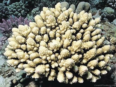 CotW: Acropora globiceps