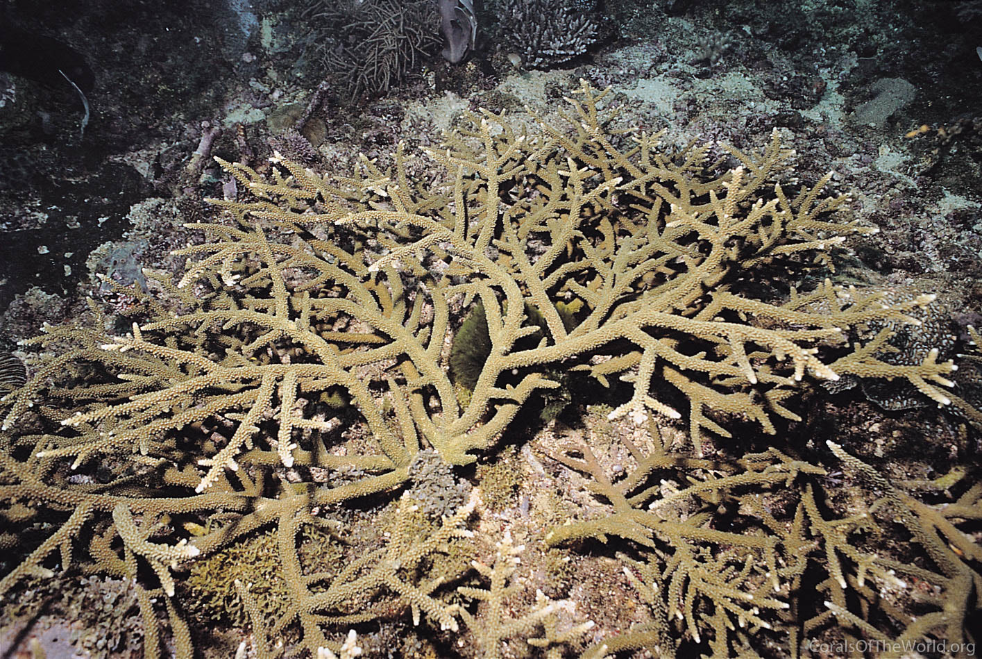 Acropora grandis