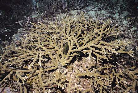 CotW: Acropora grandis