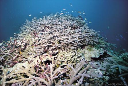 CotW: Acropora grandis