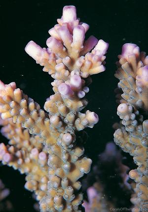 CotW: Acropora grandis