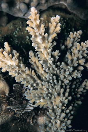 CotW: Acropora grandis
