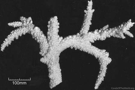 CotW: Acropora grandis