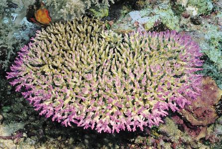 CotW preview: Acropora granulosa