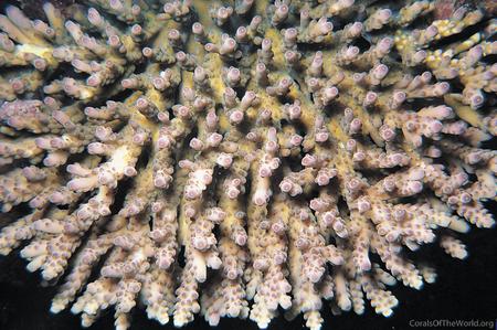 CotW: Acropora granulosa
