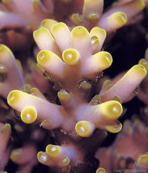 CotW: Acropora granulosa