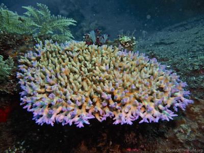 CotW: Acropora granulosa