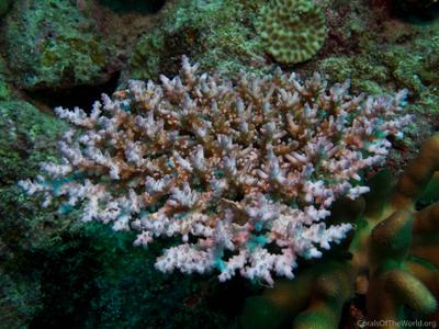 CotW: Acropora granulosa