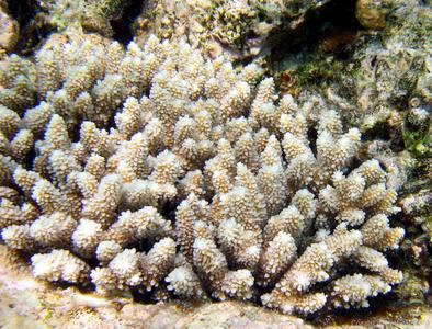 CotW: Acropora haimei