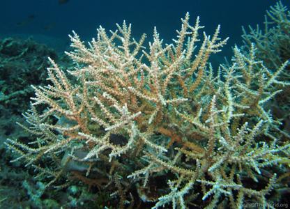 CotW preview: Acropora halmaherae