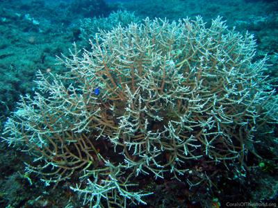 CotW: Acropora halmaherae