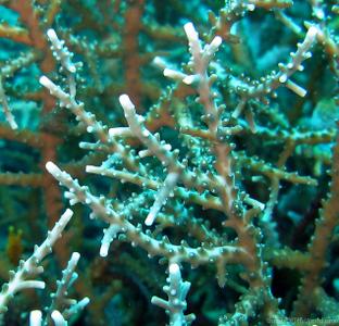 CotW: Acropora halmaherae