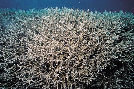 CotW: Acropora halmaherae