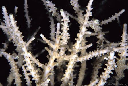 CotW: Acropora halmaherae
