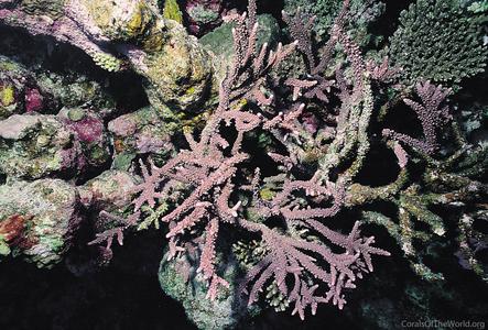 CotW preview: Acropora hemprichii