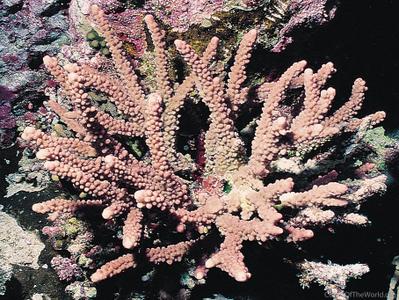 CotW: Acropora hemprichii