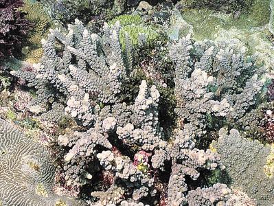 CotW: Acropora hemprichii