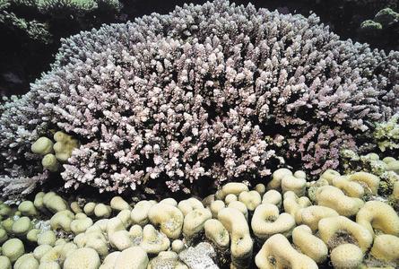 CotW: Acropora hemprichii
