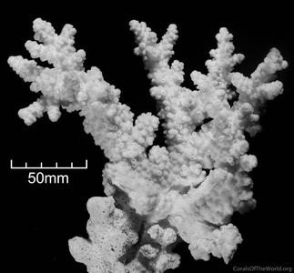 CotW: Acropora hemprichii