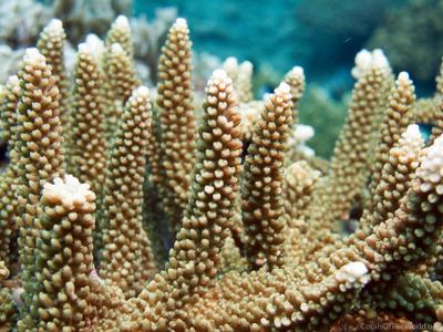CotW: Acropora hoeksemai