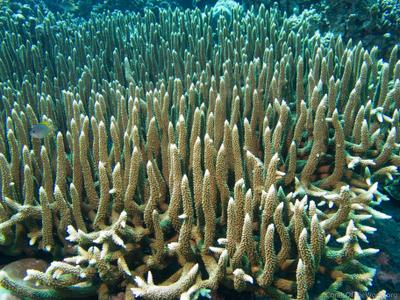 CotW: Acropora hoeksemai