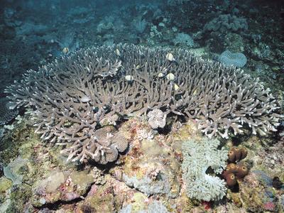CotW: Acropora hoeksemai