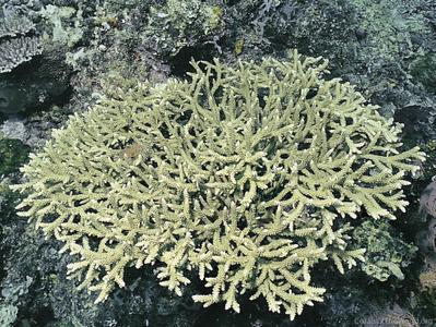 CotW: Acropora hoeksemai