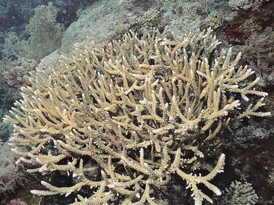 CotW: Acropora hoeksemai