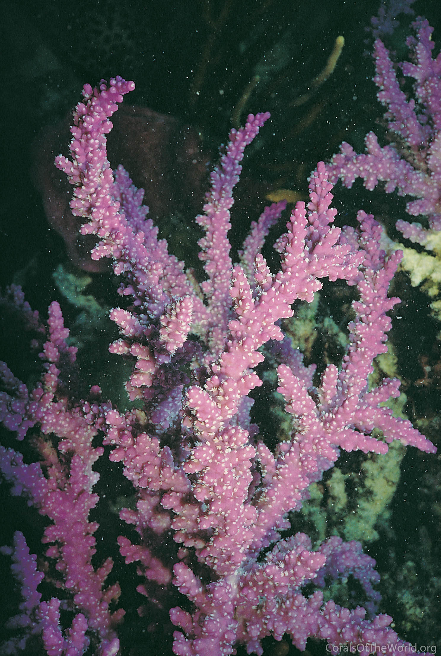 Acropora horrida