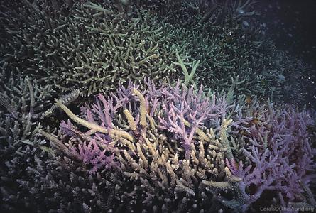 CotW preview: Acropora horrida