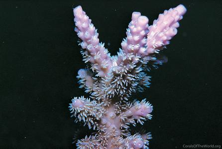 CotW: Acropora horrida
