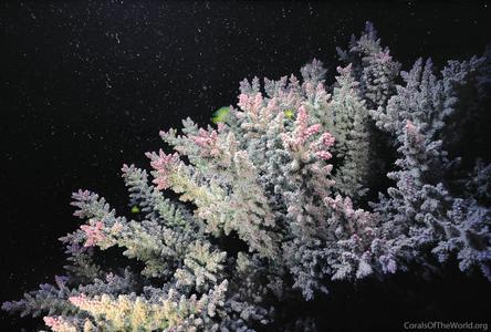 CotW: Acropora horrida