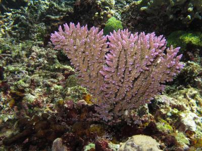 CotW: Acropora horrida