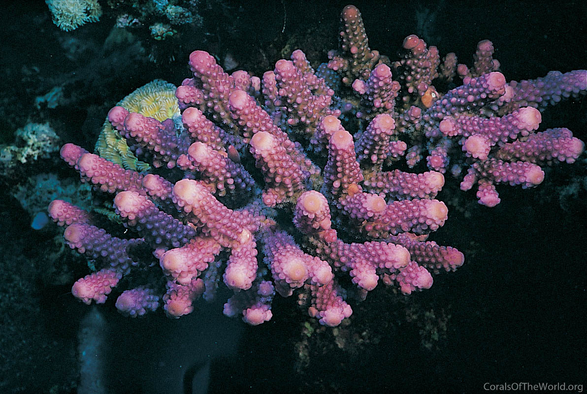 Acropora humilis