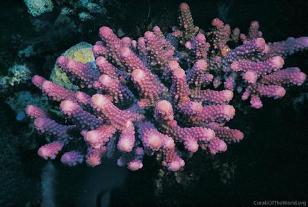 CotW preview: Acropora humilis