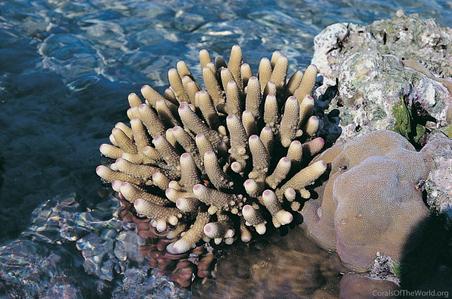 CotW preview: Acropora humilis