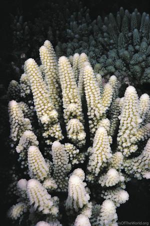 CotW: Acropora humilis