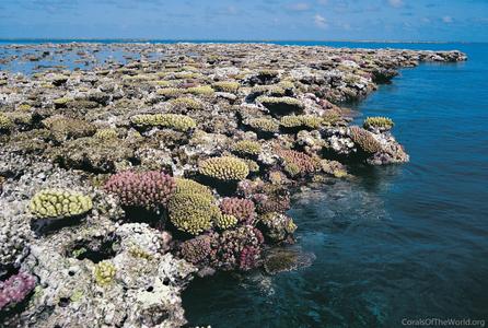 CotW: Acropora humilis