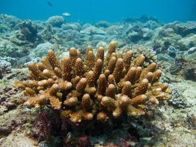 CotW: Acropora humilis