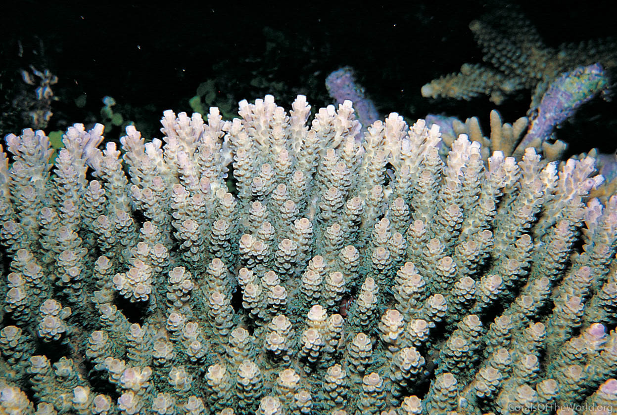 Acropora hyacinthus