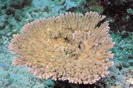 CotW: Acropora hyacinthus