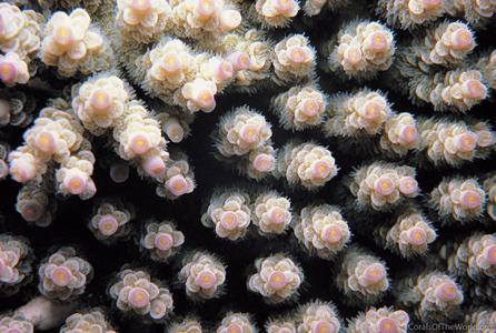 CotW: Acropora hyacinthus