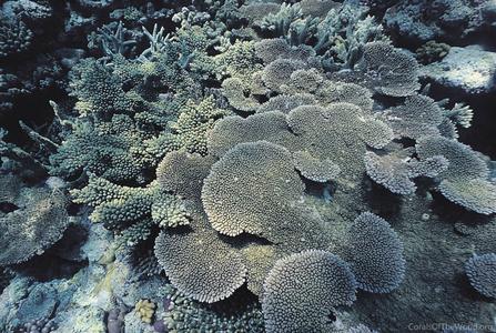 CotW: Acropora hyacinthus