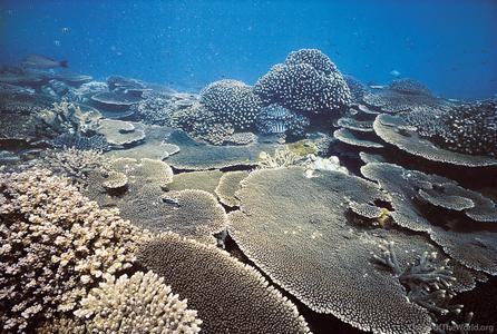 CotW: Acropora hyacinthus