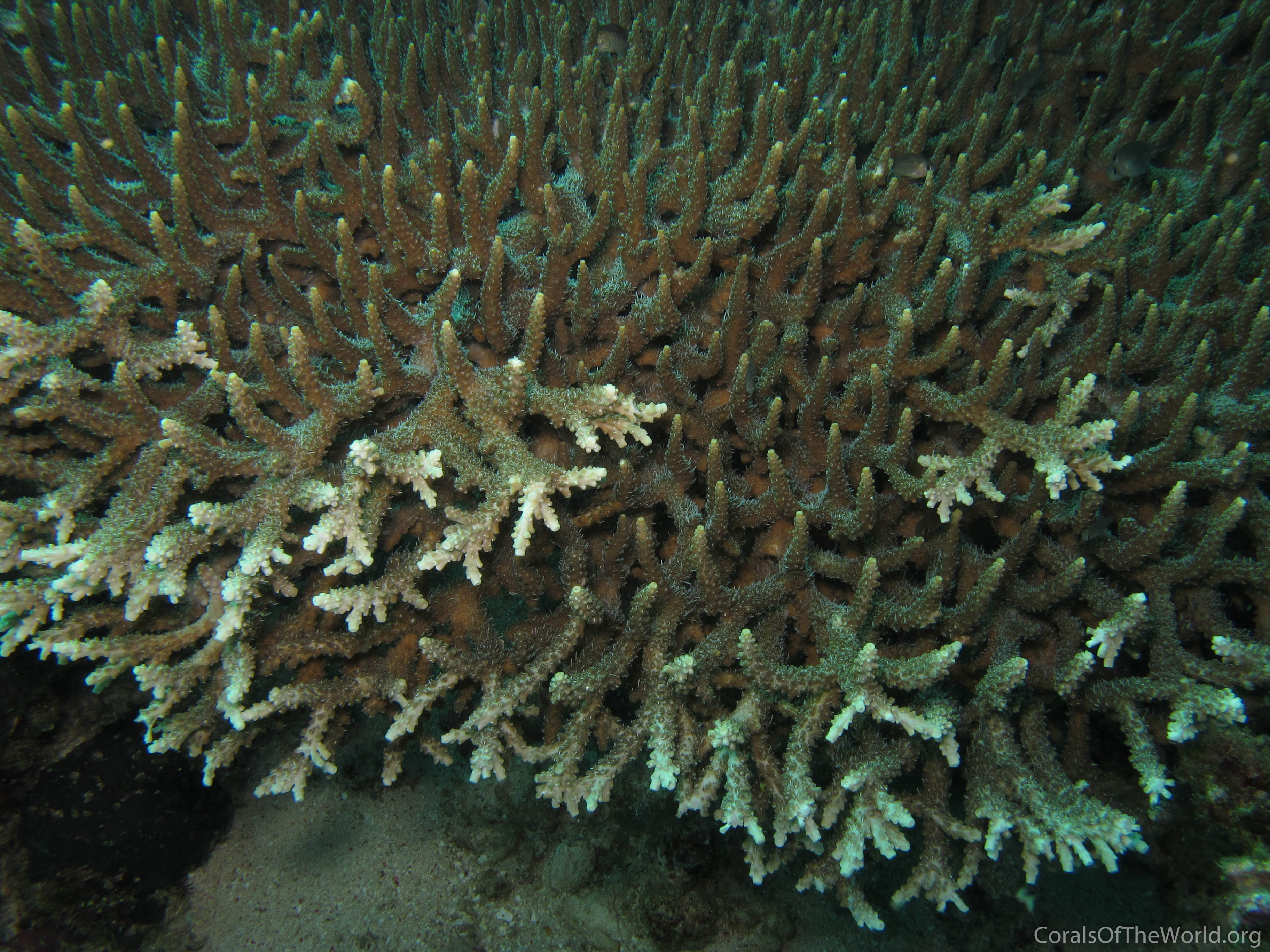 Acropora indonesia