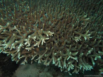 CotW preview: Acropora indonesia