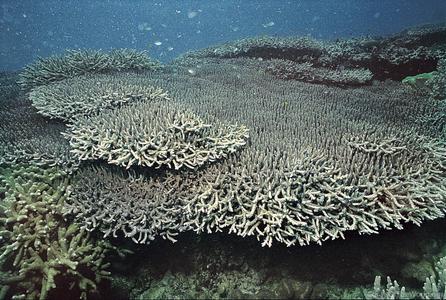 CotW: Acropora indonesia