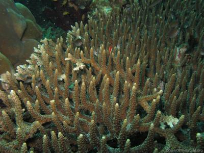 CotW: Acropora indonesia