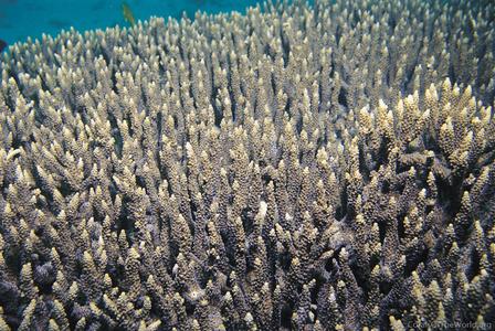 CotW: Acropora indonesia